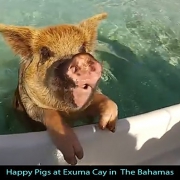 Bahamas-Pig-Island