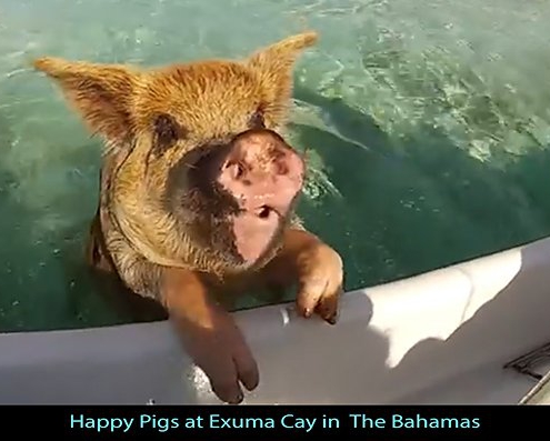 Bahamas-Pig-Island