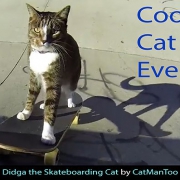 Didga-Coolest-Cat-Ever