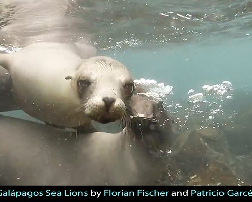 Sea Lions Video from Galapagos