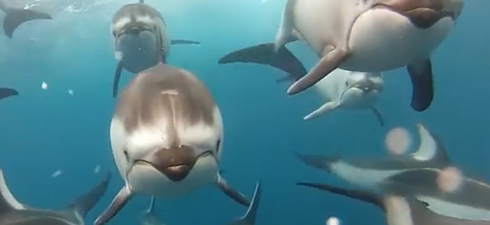 Dolphins swimming