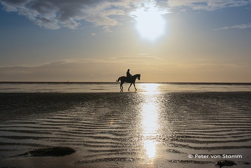 St Peter-Ording horse