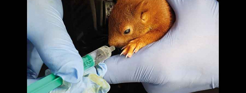 Eichhörnchen Squirrel Pippilotta