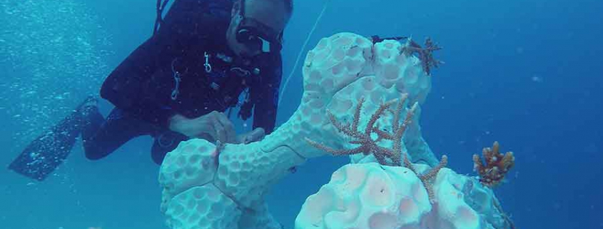 Korallenriff aus dem 3D Drucker 3-D Printed Reef