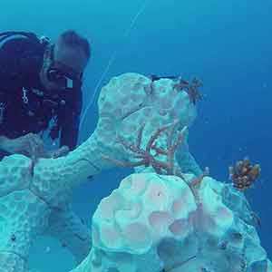 Maldives: The coral reef from the 3D printer