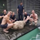 Police rescue sheep