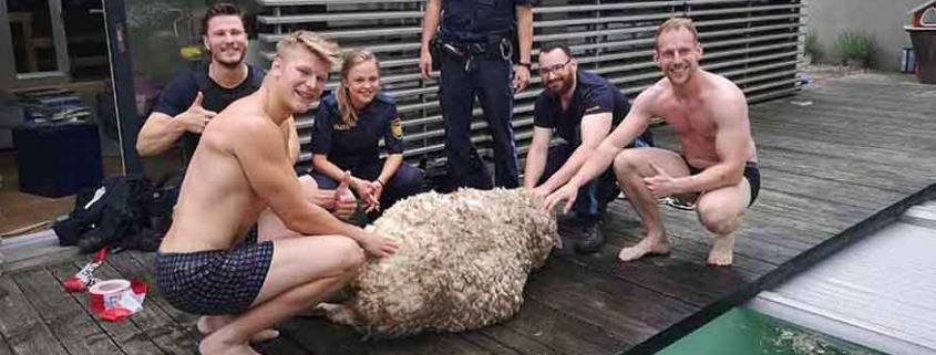 Police rescue sheep