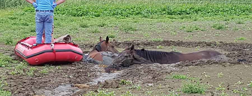 horse rescue Pferderettung