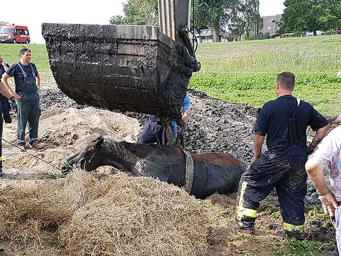 horse rescue Pferderettung