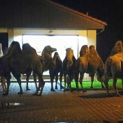 Camels in the dark