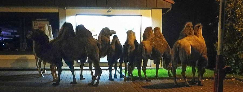 Camels in the dark