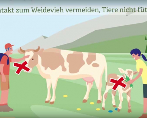 Kuhattacken in Österreich - Regeln für Wanderer und Urlauber