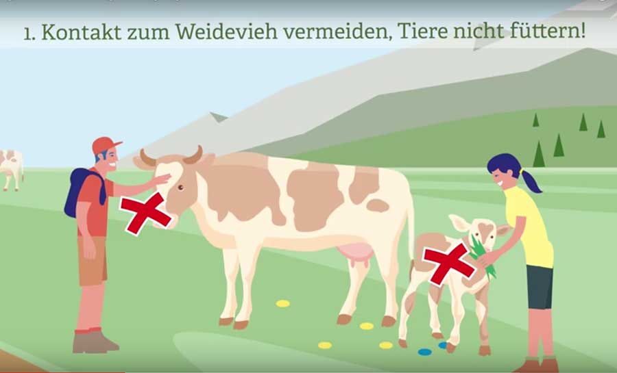 Kuhattacken in Österreich - Regeln für Wanderer und Urlauber